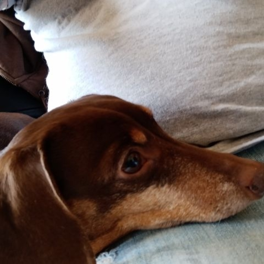 Meet your Posher, Ida